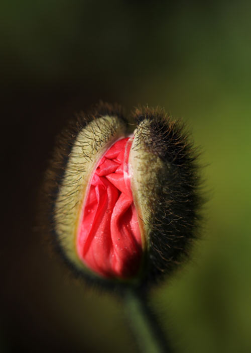 Mohnblüte öffnet sich - kostenfreies E-Book Körper-Impulse für mehr Selbstliebe