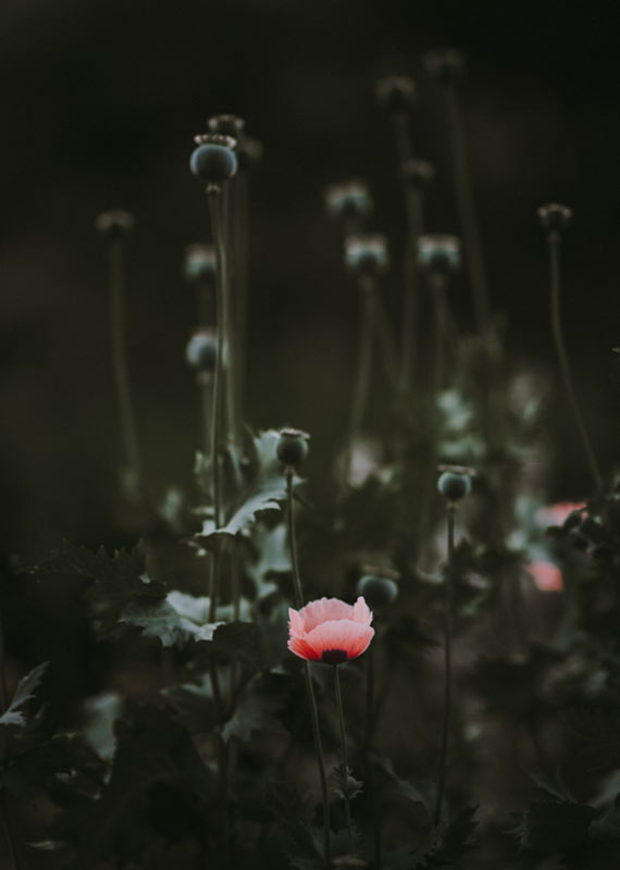 Mohnblume und Knospen