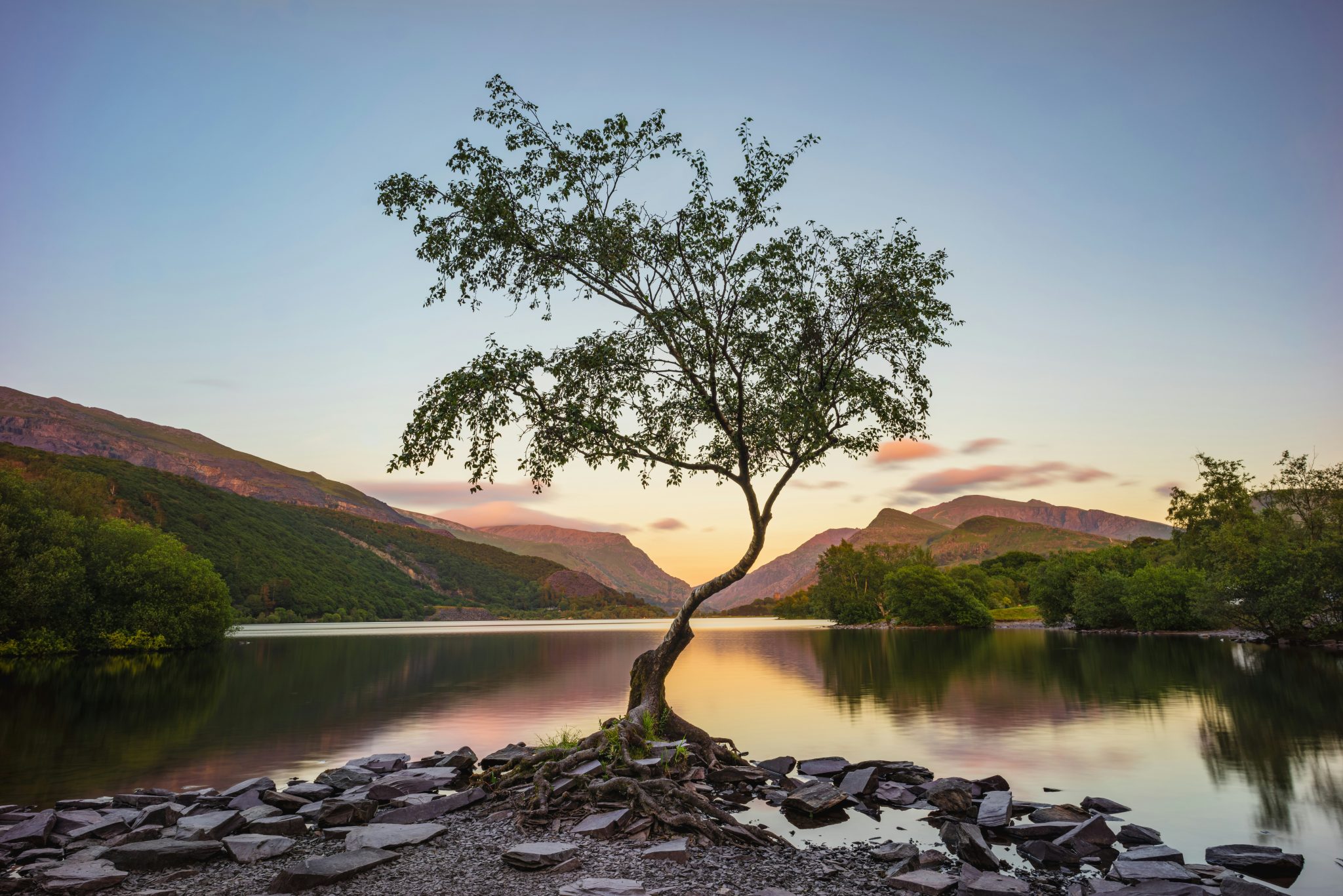 Selbstwirksamkeit stärken, wie ein baum der trotz Widrigkeiten wächst