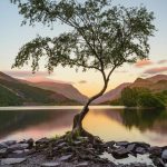 Selbstwirksamkeit stärken, wie ein baum der trotz Widrigkeiten wächst
