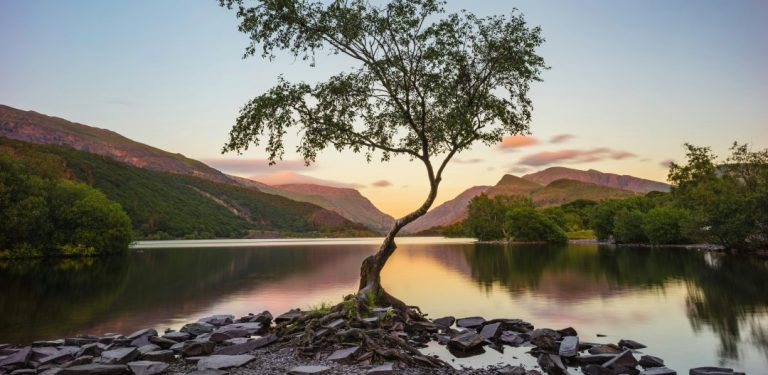 Selbstwirksamkeit stärken, wie ein baum der trotz Widrigkeiten wächst