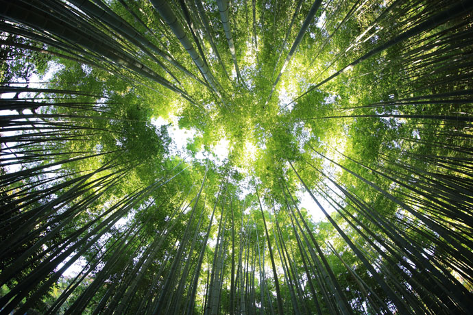 der wald ist stress und burnout Prävention