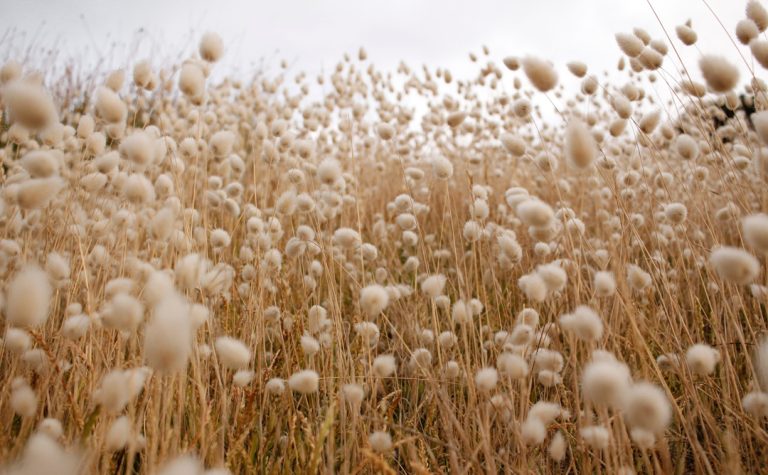 im weiten feld der anteilearbeit hat die vielfalt platz