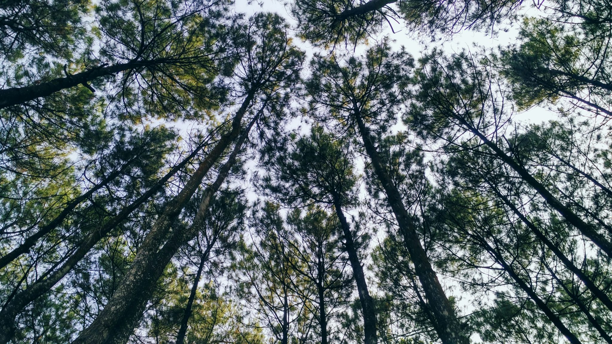 was passiert bei stress im körper: der wald scheint vor lauter bäumen nciht mehr sichtbar