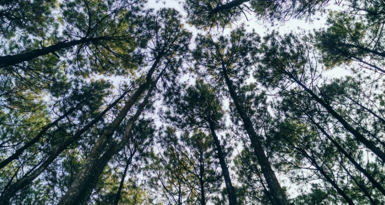 was passiert bei stress im körper: der wald scheint vor lauter bäumen nciht mehr sichtbar