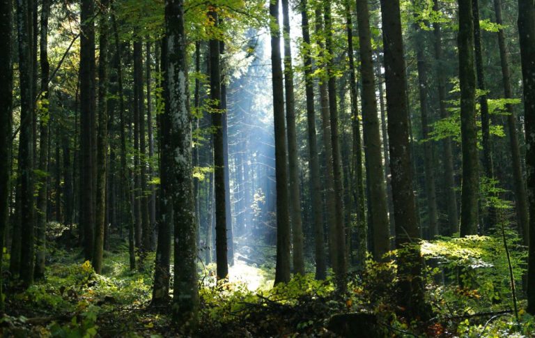 zeit im wald kann bei entscheidungsfindung unterstützen