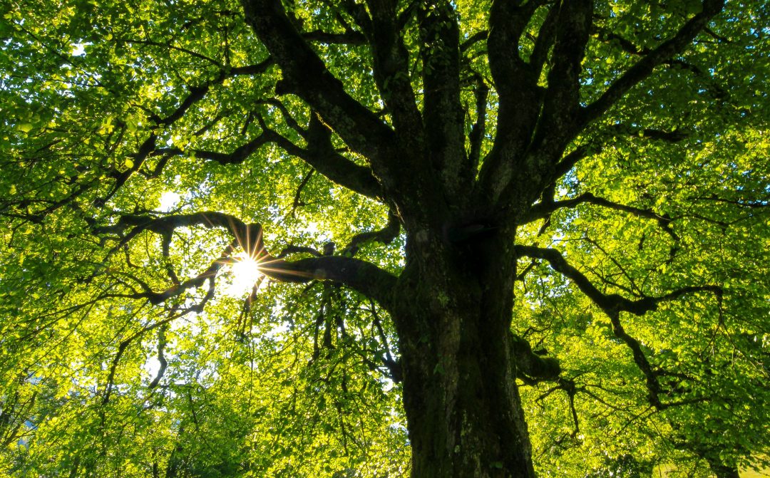 körperorientierte Begleitung in der ntur