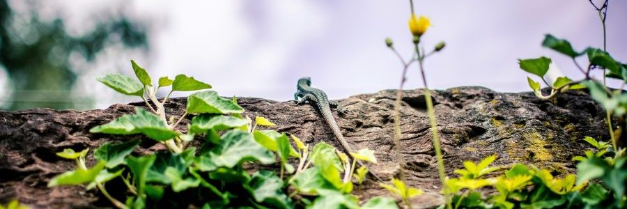 unterwegs in der natur finden wir begleiter und hinweise, entscheidungen zu treffen
