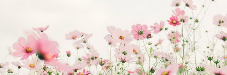 Bewusst gesund bedeutet Fülle und Lebendigkeit