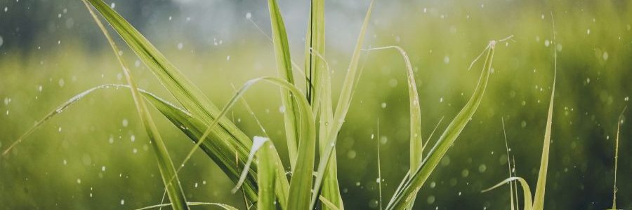 Bewusst gesund bleiben durch ausgewogene Ernährung und Zeit in der Natur