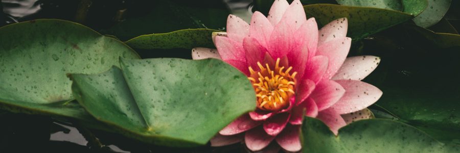 fülle ist in jeder blüte ein sichtbares geschenk