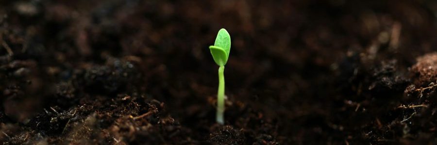 wie ein samenkorn in der erde reift die innere neuorientierung heran