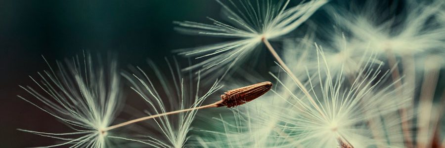 Mehr Leichtigkeit im Leben - Dandelions