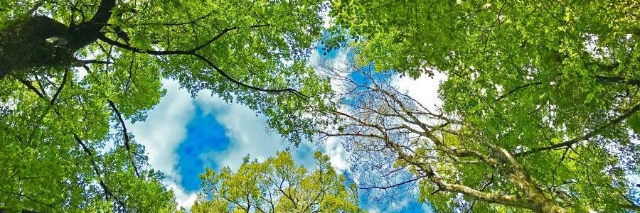 Menschen mit Merkmalen der Hochsensibilität tut Zeit in der Natur gut.