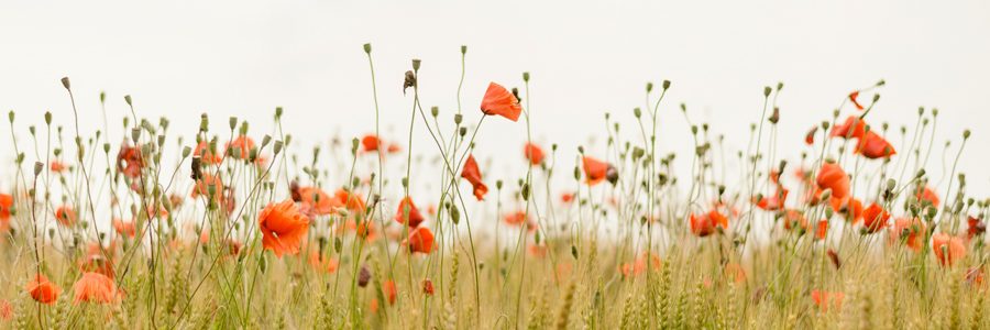 vielfältig wie die blüten sind unsere anteile, die wir in der anteilearbeit betrachten