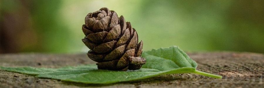 die symbole in der natur geben hinweise, um der intuition bei entscheidungsfindugn zu folgen.