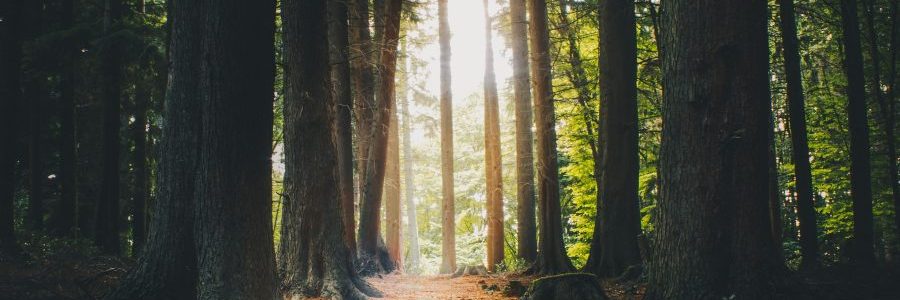 licht in den schatten bringen - bindungstrauma ist nicht das geschehen. sondern seine konsequenzen