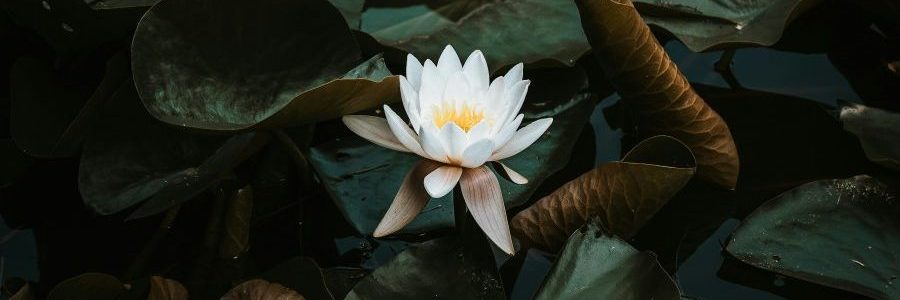 Hochsensible Menschen sind wie Blüten, die die liebevolle Zuwendung der Co-Regulation brauchen