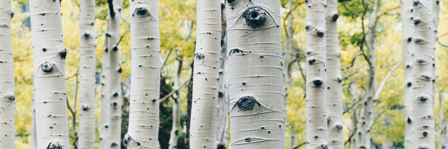 peng-chen-anteilearbeit-unsplash