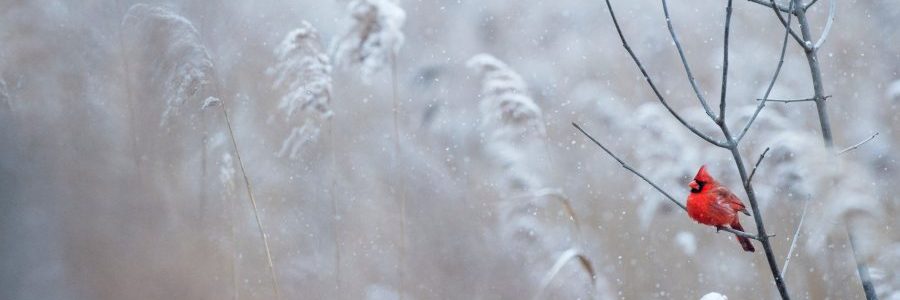 Innere Neuausrichtung öffnet deiner Sehnsucht mitten im Alltag die Tore, wie dieser rote Vogel mitten um Winter.
