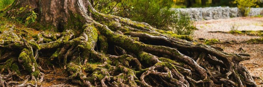 sich erden bei angst und stress durch bewusstes erleben von schwere und verwurzelung